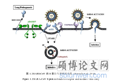 图 1.2 SARS-CoV 的 S 蛋白与受体结合图  (Heurich et al., 2014) 