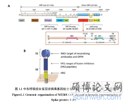 图 1.1 中东呼吸综合征冠状病毒基因组全长（A