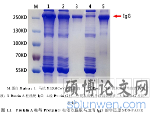 图 1.1   Protein A 柱与 Protein G 柱依次提取马血清 IgG 的非还原 SDS-PAGE