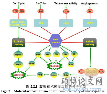 图 2.2.1 旋覆花抗肿瘤活性的分子机制