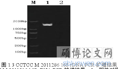 图 1.3 CCTCC M 2011286 16S r DNA PCR 扩增结果