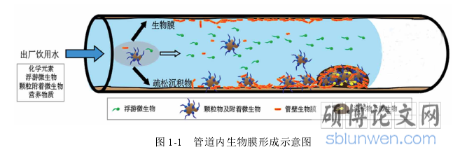 图 1-1   管道内生物膜形成示意图