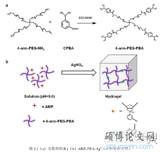 图 3.1(a)交联剂制备;(b)AMP-PBA-Ag+ Gel 制备原理图