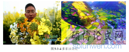 图 5-3-4 多彩油菜花