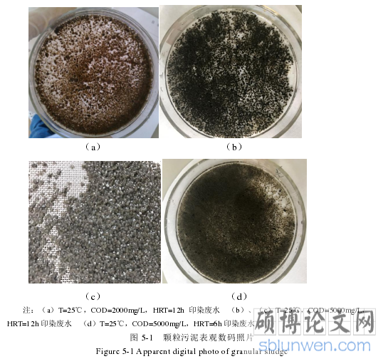 图 5-1 颗粒污泥表观数码照片