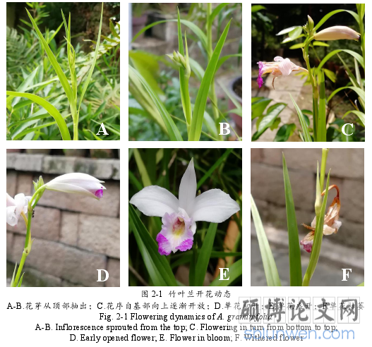 图 2-1 竹叶兰开花动态