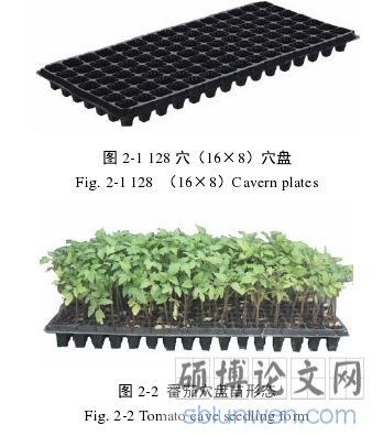 图 2-2  番茄穴盘苗形态