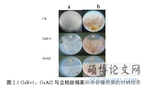 图 2.1 GsBv1、GsAl2 与立枯丝核菌和禾谷镰孢菌的对峙培养