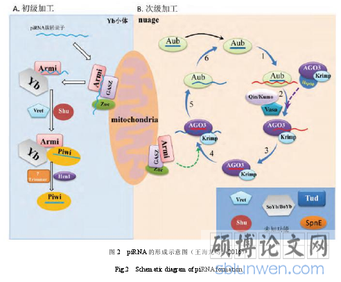 图 2 piRNA 的形成示意图(王海龙等, 2016)