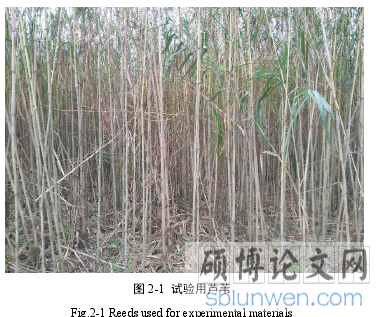 图 2-1 试验用芦苇