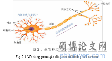 图 2-1 生物神经元工作原理图