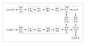 DNA测序流程图