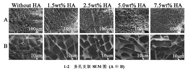1-2  多孔支架 SEM 图 (A 和 B) 
