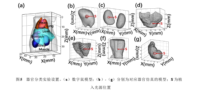 图5 器官分类实验设置。(a)数字鼠模型;(b)-(g)分别为对应器官仿真的模型;S 为植入光源位置