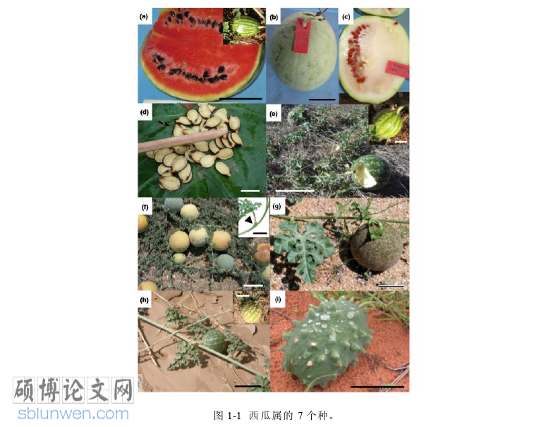 农业论文怎么写