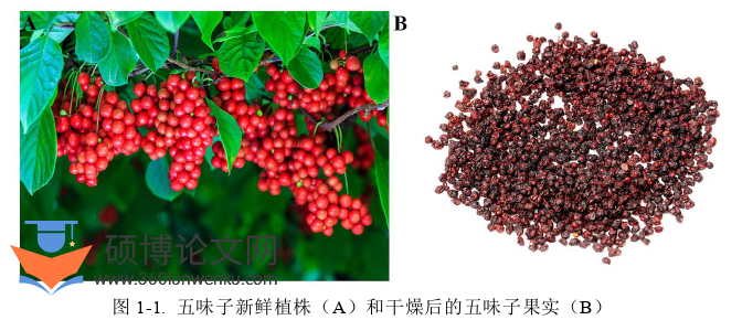 药学论文怎么写