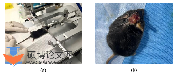 代写医学硕士论文小鼠TBI模型图