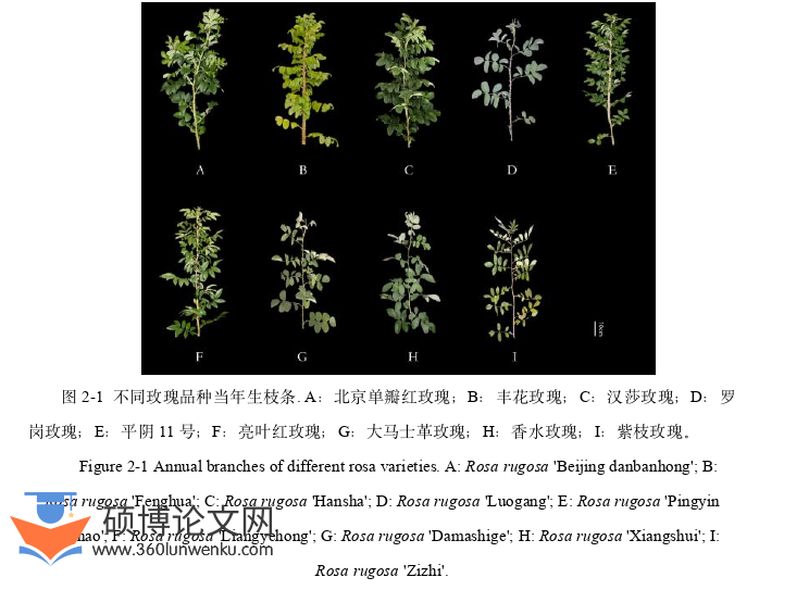 代写农业硕士论文玫瑰品种图